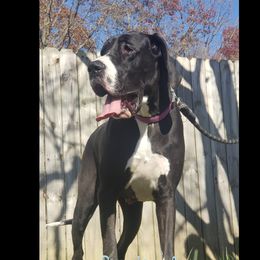 Penny - Great Dane