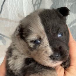 Jasmine - Merle female Pomsky puppy in Venus, Pennsylvania from Hemlock Pines Pomsky