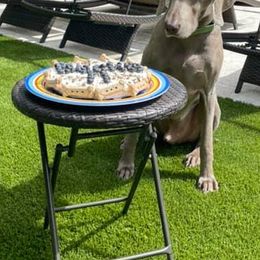 Weimaraners from Twilight Weimaraners
