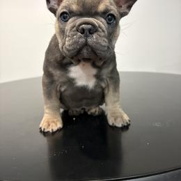 French Bulldog Puppies from Top Billin' Frenchies, LLC