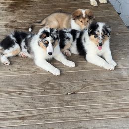 Collie Puppies from Stacey's Collies