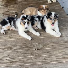 Collie Puppies from Stacey's Collies