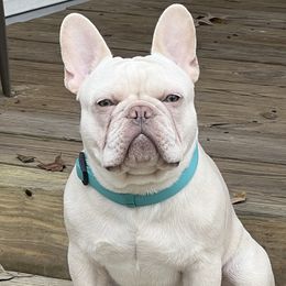 Kingston - French Bulldog