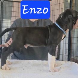 Enzo - Mantle male Great Dane puppy in Longview, Texas from Lazy A Danes