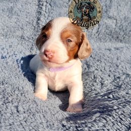 BonBon - Piebald female Dachshund puppy in Seagoville, Texas from Doxi Delights AKC & CKC Dachshunds