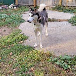 Nova - Siberian Husky