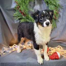 Buster - Black male Miniature American Shepherd puppy in Clinton, Missouri from Mockingbirds American Minis