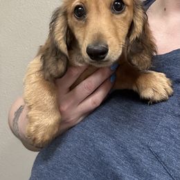 Murphy - Dachshund