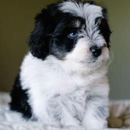 Bordreaux - Parti male Schnoodle puppy in Grove, Oklahoma from Grand Lake Poodles & Doodles