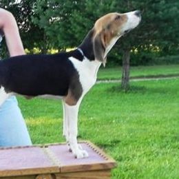 Beagles from Cheryl Mares' Pups