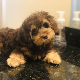 Cockapoo Puppies from Benji’s Cockapoos