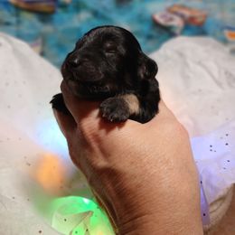 Snickers (Phantom) - Black and tan male Schnoodle puppy in Andalusia, Alabama from Kaleidoscope Kennels