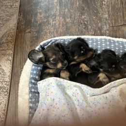 Dachshund Puppies from Blue Star Dachshunds