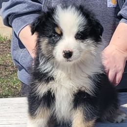 Miniature Australian Shepherds from Caprine Acres