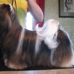 Shih Tzu All Grown Up from Sapphire Shih Tzu