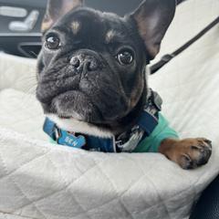 French Bulldog puppies from KM French Bulldogs