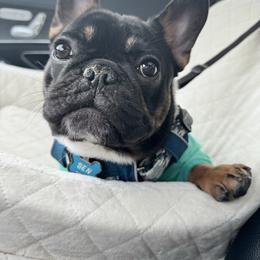 French Bulldog puppies from KM French Bulldogs