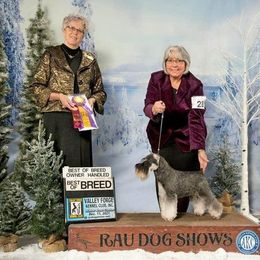 Miniature Schnauzers from Allegro Miniature Schnauzer’s