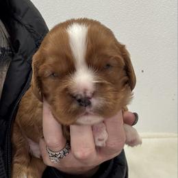 Pauly - Ruby male Cavalier King Charles Spaniel puppy in Richards, Missouri from Lee's Backroads Kennel