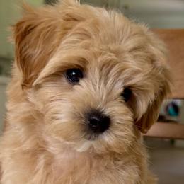 Cavapoos, Maltese, and Maltipoos from Historic triangle doodles