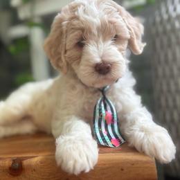 Waterloo - Cream male Labradoodle puppy in Camden, North Carolina from Oopsie Doodles of NC