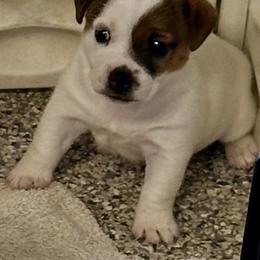Stella - White and tan female Russell Terrier puppy in Ocala, Florida from Rivermont Farm