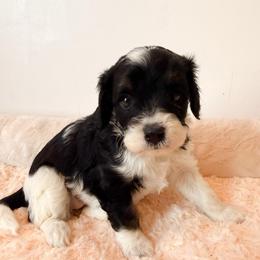 Blanche - Black and white female Cavapoo puppy in Redding, California from O’Hara  Doodles