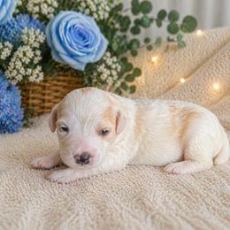 Arlo - Yellow and white male Bernedoodle puppy in Myrtle Beach, South Carolina from Colorful-K9'S