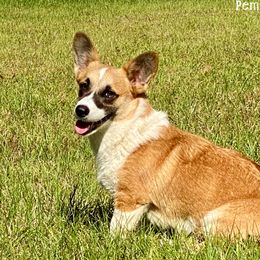Piper - Pembroke Welsh Corgi
