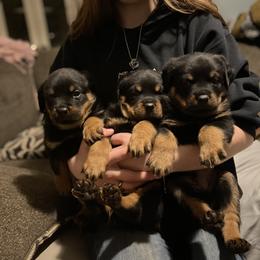Rottweiler Puppies from Vom Arnold-Hause Rottweilers