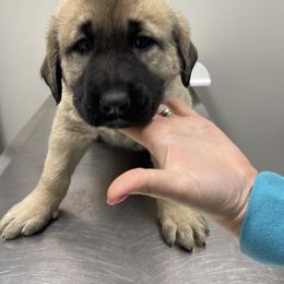 Anatolian Shepherd Dog Puppies from Smithville Hay Livestock Guardian Dogs