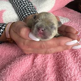 French Bulldog Puppies from KM French Bulldogs