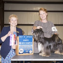 Lhasa Apso, Maltese, and Poodle All Grown Up from Toy Poodle and Maltese Perfection