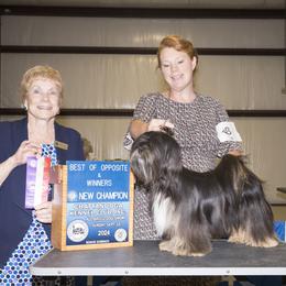 Lhasa Apso, Maltese, and Poodle All Grown Up from Toy Poodle and Maltese Perfection