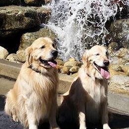 Golden Retrievers from Goldfever Retrievers