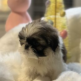 Shih Tzus from Goldendoodlesrus