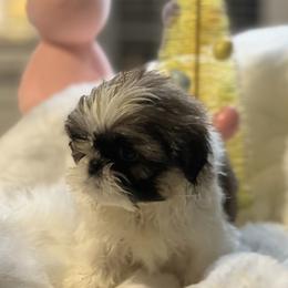 Shih Tzus from Goldendoodlesrus