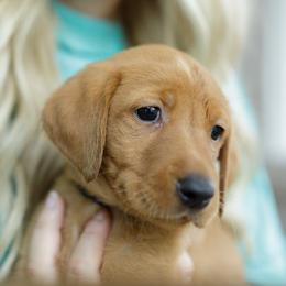 Quinn - Yellow female Labrador Retriever puppy in Allons, Tennessee from UC Labradors LLC