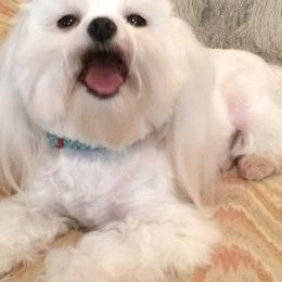 Charger  - Maltese