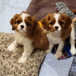 Cavalier King Charles Spaniel Puppies from Cambryce Cavaliers