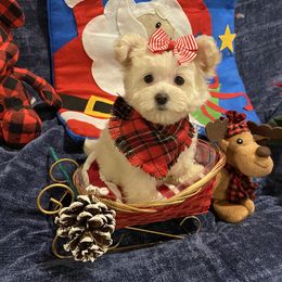 Cavapoo, Maltipoo, and Poodle Puppies from My Sweet Poodles and Doodles