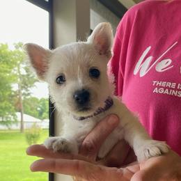 Purple girl - White female West Highland White Terrier puppy in Idabel, Oklahoma from Ravens Nest Westies