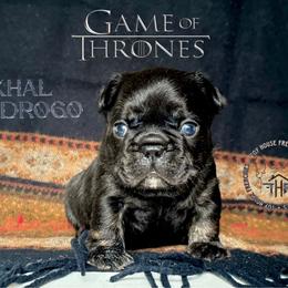 Game of Thrones Khal Drogo - Black and tan male French Bulldog puppy in Salem, Oregon from Toy House Frenchies