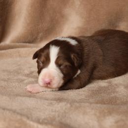 Duran - AKC Reg - Red male Border Collie puppy in Courtland, Alabama from C Bar C Ranch Border Collies