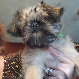 Cozy - Black and tan male Brussels Griffon puppy in Mayville, Michigan from Carol's Brussels Griffon