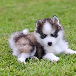 Boudreaux - Black and white male Pomsky puppy in Denham Springs, Louisiana from Bayouland Pomskies