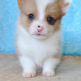Australian Cattle Dog and Pembroke Welsh Corgi Puppies from Heelers in Texas