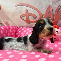 Girl 2 - Piebald female Dachshund puppy in Irving, Texas from DFW Dachshunds by G & S