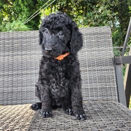 Aza - Black female Poodle puppy in Spartanburg, South Carolina from Taya's Pups