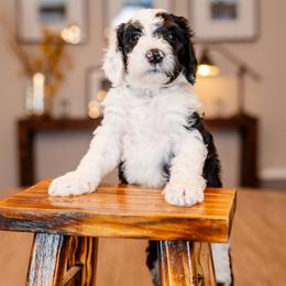 Cowboy Curtis - Black and white male Bernedoodle puppy in Chandler, Arizona from Phoebe's Bebies
